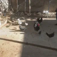 گلین لری های زیباواصیل