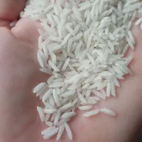 برنج شیرودی