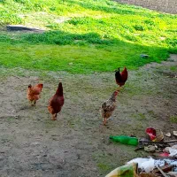 مرغ خروس محلی|حیوانات مزرعه|مسجد سلیمان, |دیوار