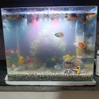 آکواریوم و ماهی