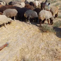 بره نروماده