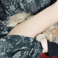 گمشده