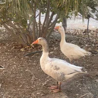 دوعددغازنرچشم ابی|حیوانات مزرعه|توکهور, |دیوار