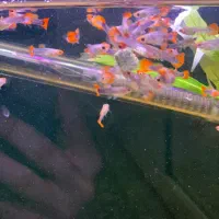 بچه گوپی توکسیدو