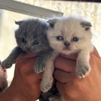 واگذاری اسکاتیش فولد ماده|گربه|ساری, |دیوار