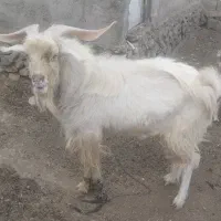 چبش سانن|حیوانات مزرعه|نهبندان, |دیوار