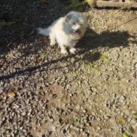 واگذاری سگ نر|سگ|مرزیکلا, |دیوار