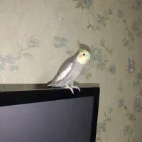 عروس هلندی نر اماده|پرنده|گلستان (تهران), |دیوار