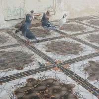 چهار عدد کبوتر معاوضه با عروس پاریس ماده