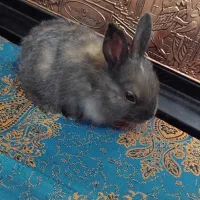 خرگوش|موش و خرگوش|کرمان, |دیوار