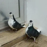 فروش یک جفت سیاه پشت زره ای