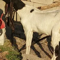 گیسه پتیری اصل|حیوانات مزرعه|جیرفت, |دیوار