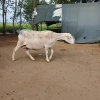 میش آبستن رومن اصل فرانسه