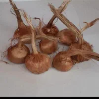 خرید نقدی پیاز زعفران