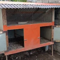 لانه  مرغ خروس|حیوانات مزرعه|ماکلوان, |دیوار