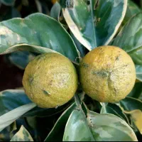 انواع نهال مرکبات و گواوا زرد و قرمز و....|گل و گیاه طبیعی|رودسر, |دیوار