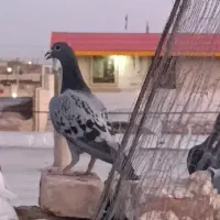 گم شده|حیوانات|زابل, |دیوار