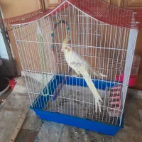 فروش عروس|پرنده|زیباشهر, |دیوار