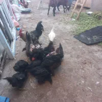 تعدادی مرغ جوجه جوان