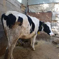 فروش ماده گاو هولوشتان ۱۵ماهه باردار|حیوانات مزرعه|اردل, |دیوار