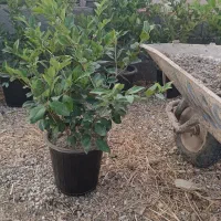 یاس هلندی