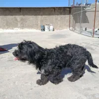 شیتزو تری مشکی باهوش