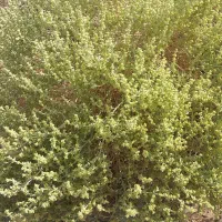 اجاره و فروش مرتع چرای دام