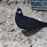 فروشی۳عدد کبوتر صرب|پرنده|چهاربرج, |دیوار