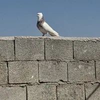 پرنده|پرنده|گتوند, |دیوار