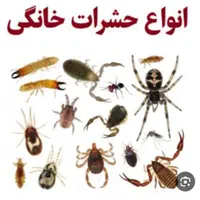 سمپاشی چیچک|خدمات نظافت|اسلامشهر, زرافشان|دیوار