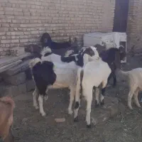 فروشی بزکره ۲رگ پاکستانی