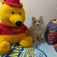 آقا چیکو پامر تربیت شده|سگ|تهران, شهرآرا|دیوار