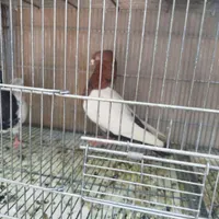 کبوتر جفت نر سینه ای وماده سر سیاه
