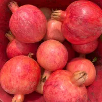 فروش انار