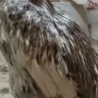 خریدار جوجه لاری