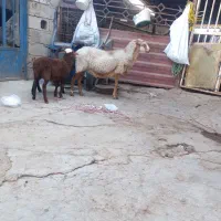 گوسفند رومانونف دوقلو|حیوانات مزرعه|گنبد کاووس, |دیوار