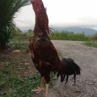خروس لاری تاج مهر