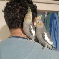 جوجه عروس هلندی رام و چلوندنی