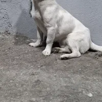 پاکوتاه ماده