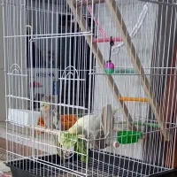 2عدد عروس هلندی نر ماده یکی سفید دیگری زرد طوسی