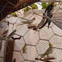 عروس هلندی به صورت تکی و یکجا|حراج|پاکدشت, پاکدشت (مامازند)|دیوار