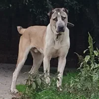 سگ نر الابای اصیل. سرابی افغان پژدر کانگال|سگ|تهران, منیریه|دیوار