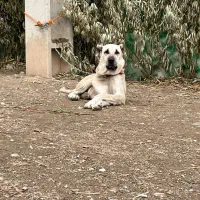 سگ ماده سرابی