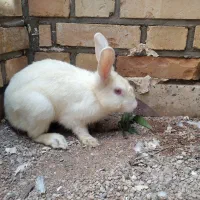 خرگوش سفید اهلی