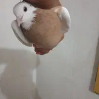 ۳تا ازنسل های کمیاب خال سیاه.فوق زیبا