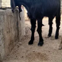 فروش گوسفند.بز .کعره وبره|حیوانات مزرعه|زهک, |دیوار