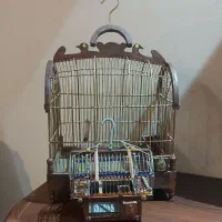 قفس پرنده/کلکسیونی