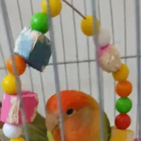 طوطی برزیلی کوتوله