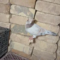 کبوتر پلاکی معاوزه|پرنده|شیراز, ظفرآباد|دیوار