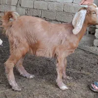 شهرک منتضری